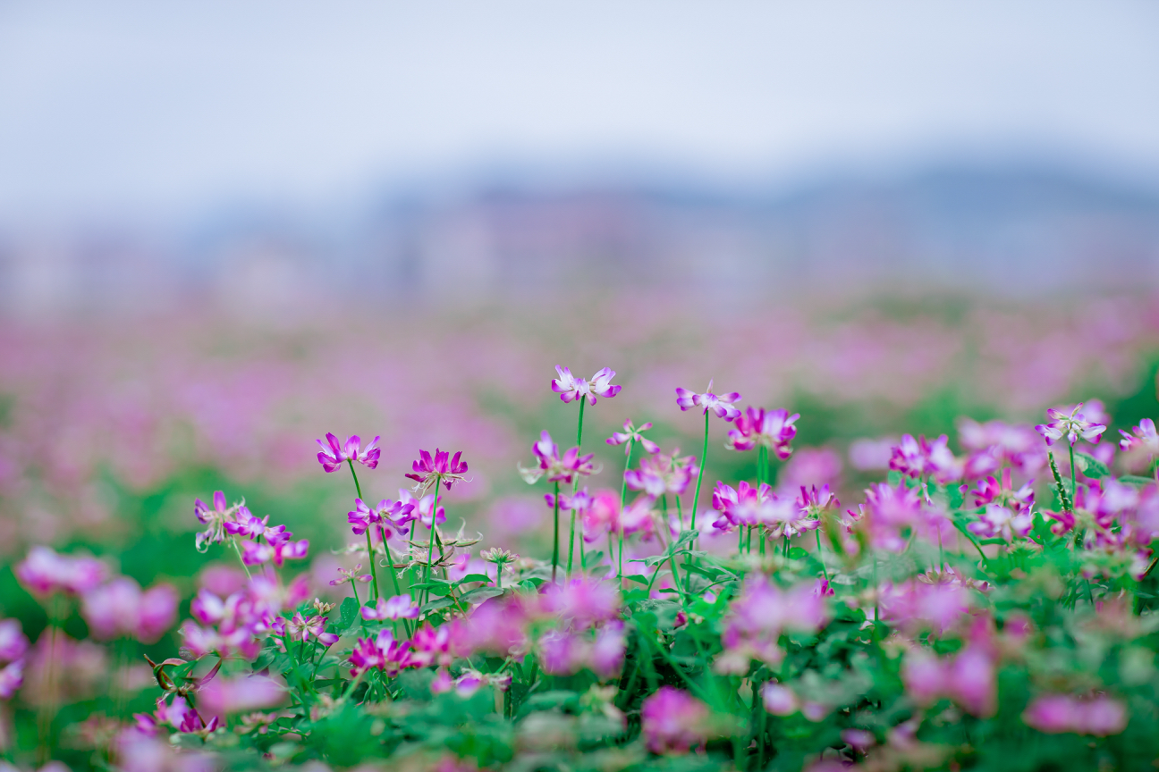 搖曳的花兒