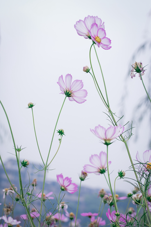 格桑花的身姿